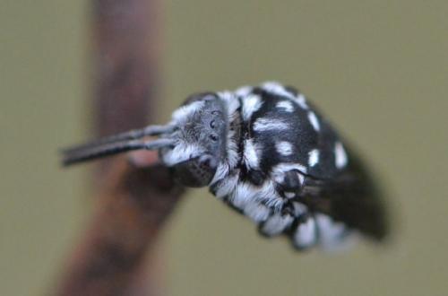 Thyreus ramosus